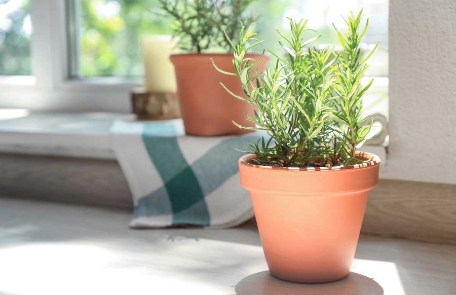 Trồng cây thảo mộc tại khu vực bếp.