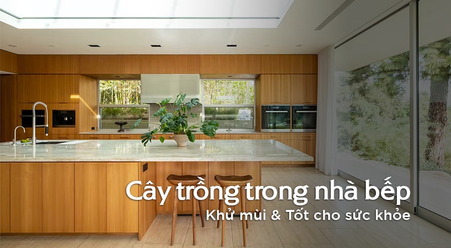 Cây xanh trong nhà bếp mang lại nhiều lợi ích.
