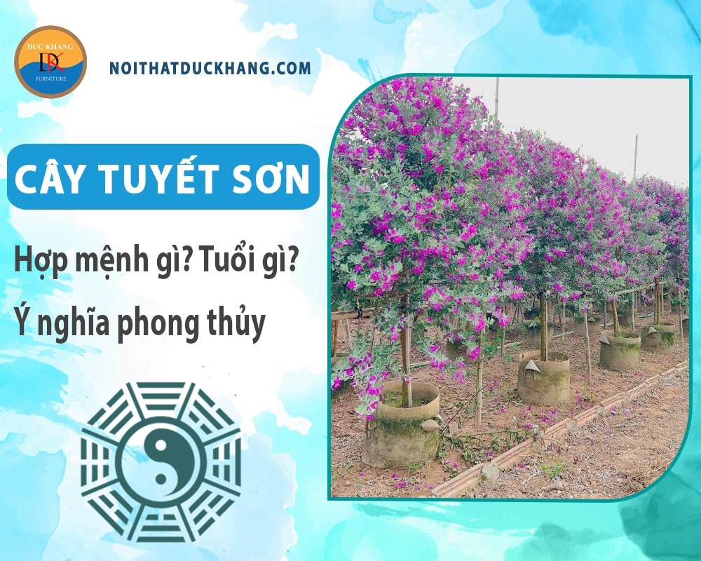 Chậu cây tuyết sơn phi hồng được chăm sóc tốt
