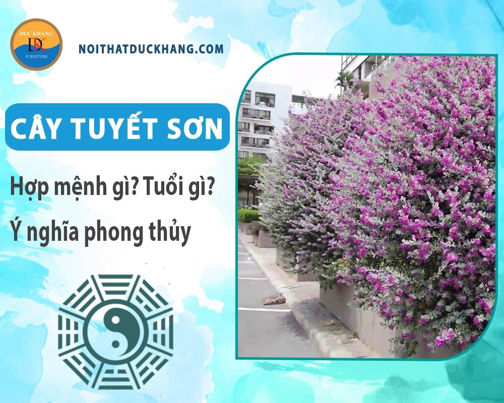 Cây tuyết sơn nở hoa tím rực rỡ
