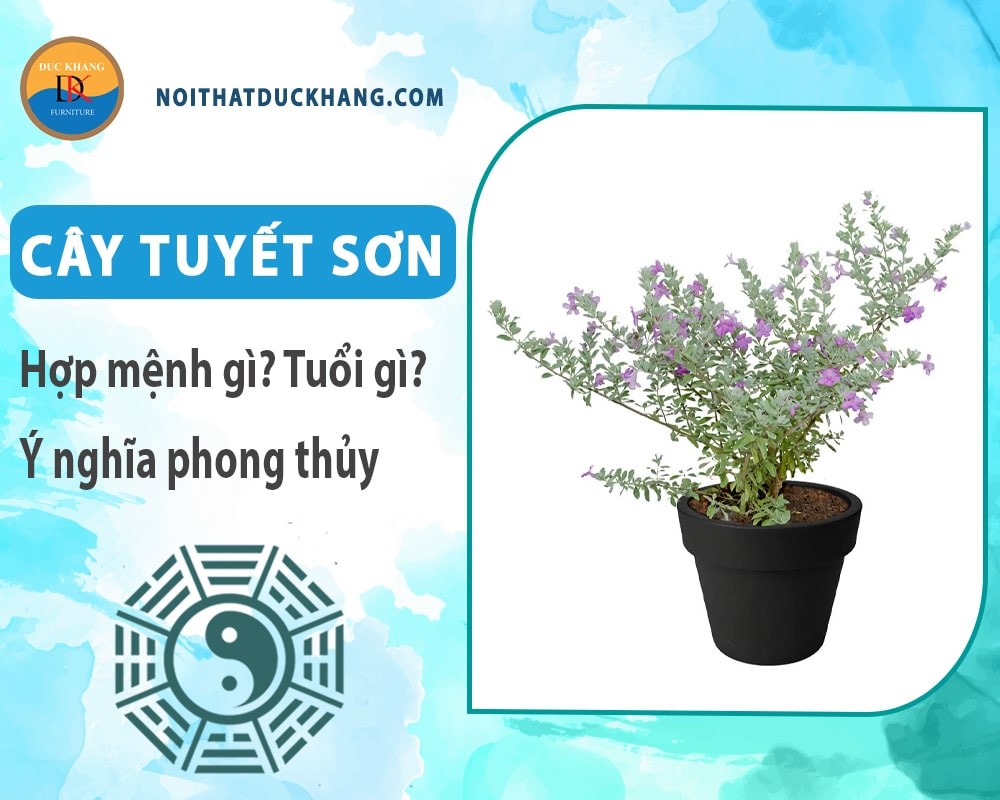 Cây tuyết sơn với hoa nở rộ