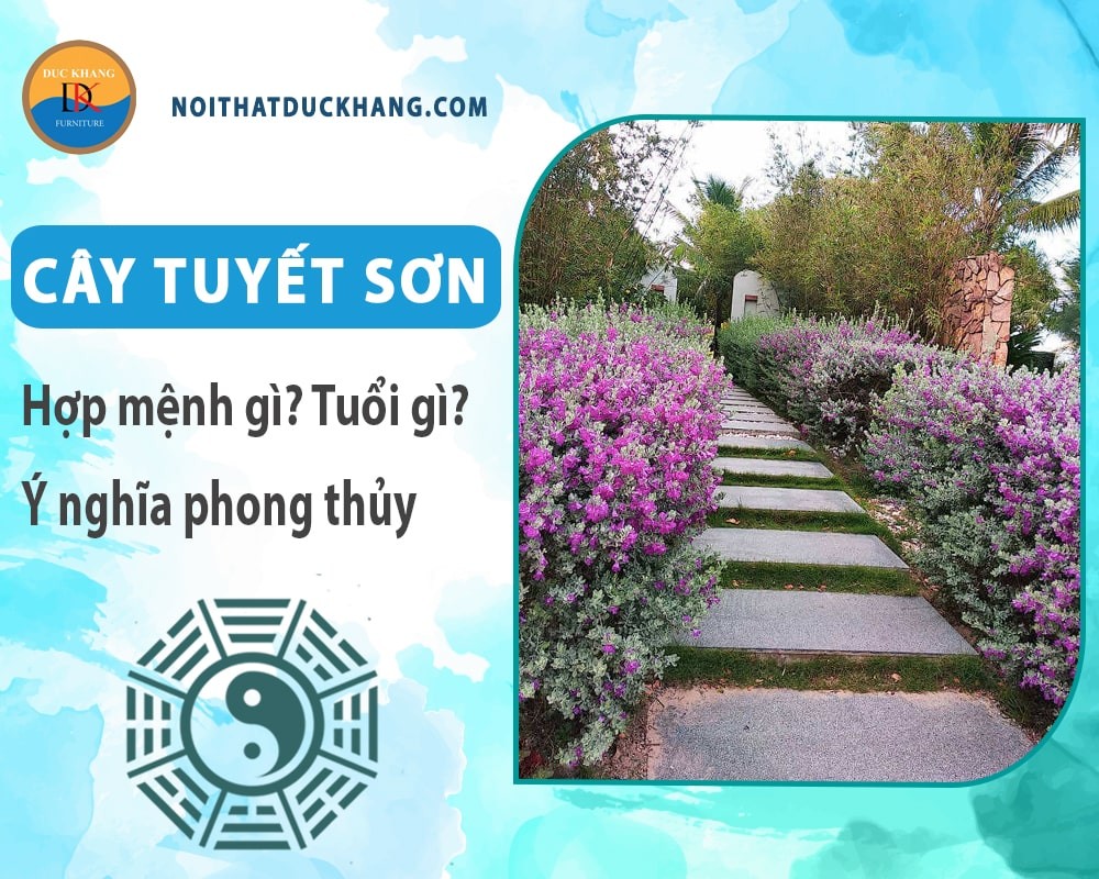 cay tuyet son phi hong 3 1