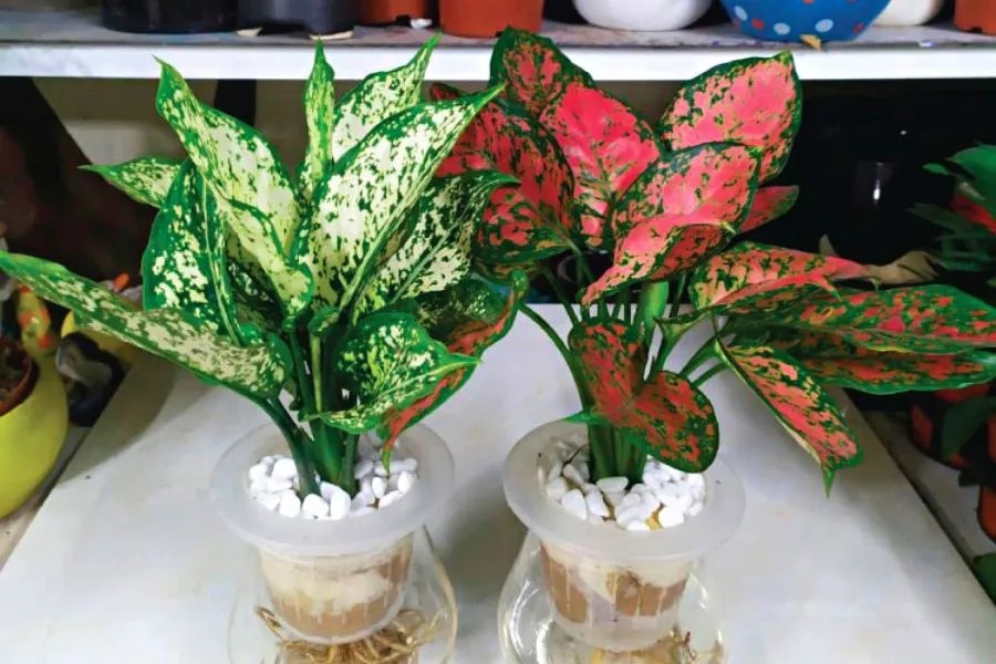 cay van loc dac diem y nghia cong dung va cach trong 1 6621f1b4443d0e3865d0b1cd 1