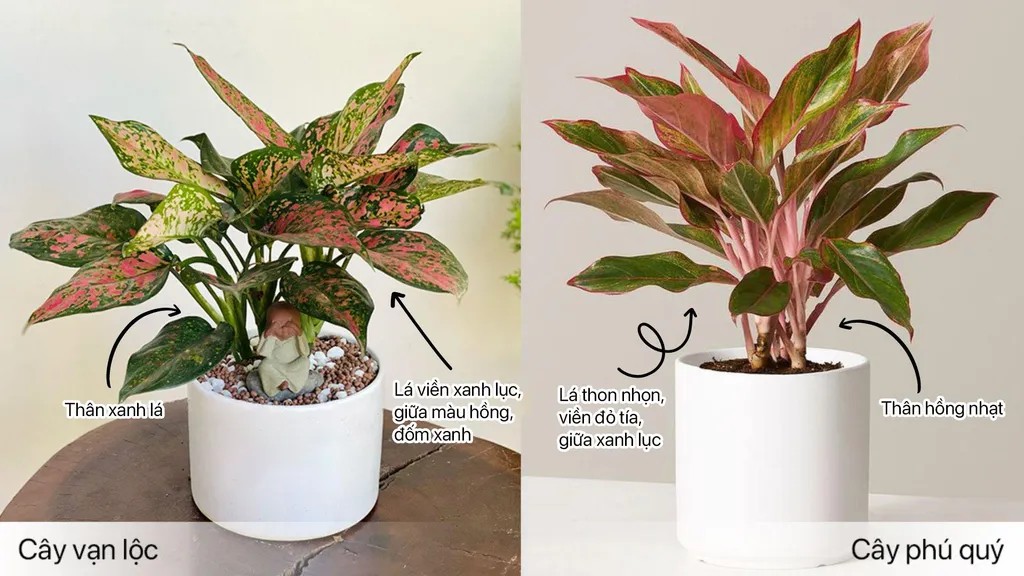 Điểm khác biệt giữa cây vạn lộc và cây phú quý