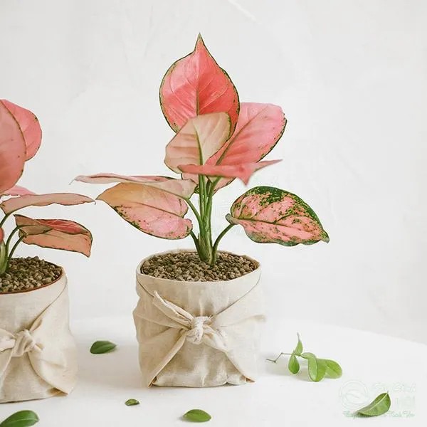 Chậu cây vạn lộc Thái