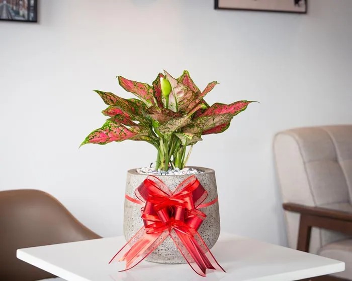 Cây vạn lộc mini trang trí không gian nhỏ, mang lại năng lượng tích cực.