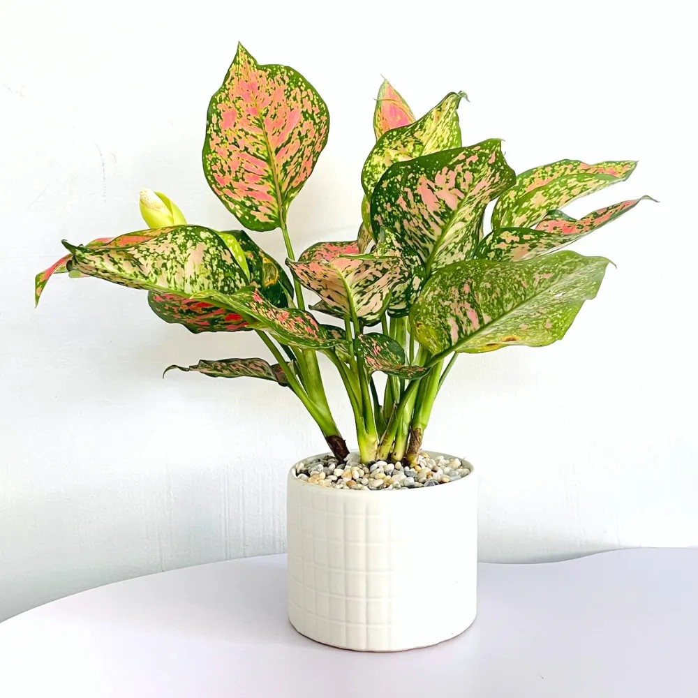 Với mỗi chiếc lá mướt mại cây vạn lộc điểm tô cho không gian sống thêm năng động