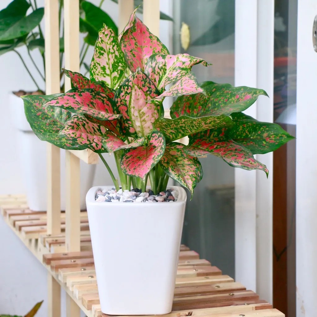 Cây vạn lộc trồng trong chậu để ban công, tạo không gian xanh mát và lọc không khí.