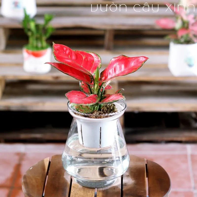 Sự thanh lịch và sự quý phái của cây vạn lộc thủy sinh làm cho không gian sống trở nên tinh tế và đẳng cấp