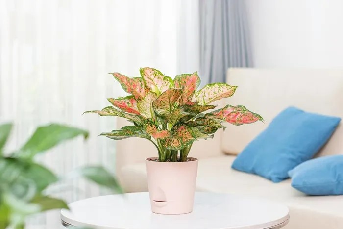 Cây vạn lộc trang trí phòng khách hiện đại, tạo không gian sống xanh mát và tinh tế.