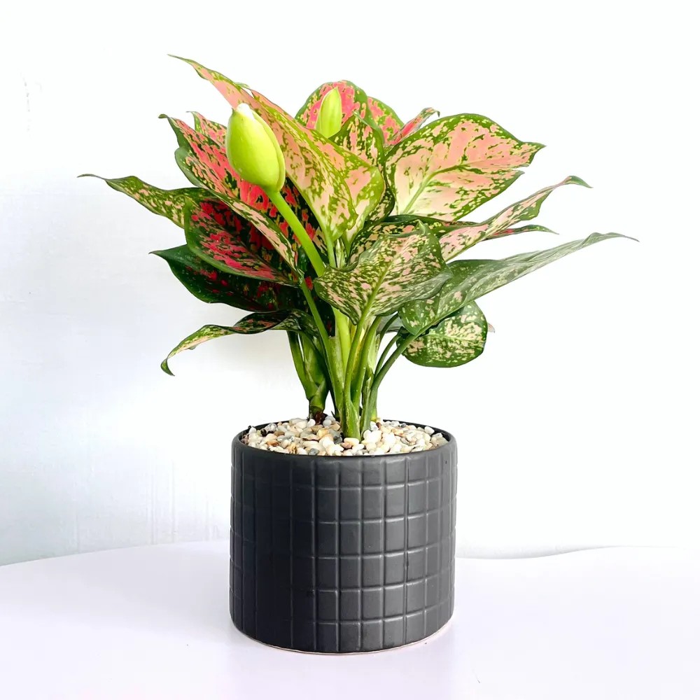 Với màu đỏ rực rỡ, cây Vạn lộc đỏ là biểu tượng của sự may mắn và thịnh vượng, đặc biệt hơn khi cây vạn lộc ra hoa, mang lại năng lượng tích cực cho không gian sống