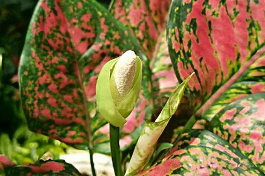 Đặc điểm của cây vạn lộc