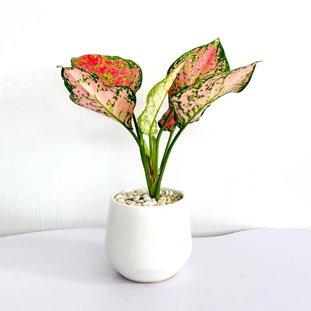 Thân cây Vạn lộc đỏ thường có cấu trúc mạnh mẽ và chắc chắn, tạo nên một cảm giác vững chãi và mạnh mẽ