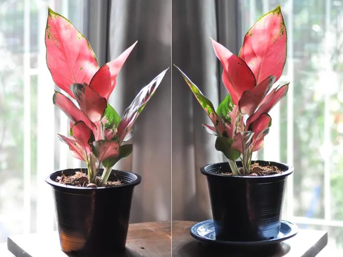 Ý nghĩa phong thủy của cây vạn lộc