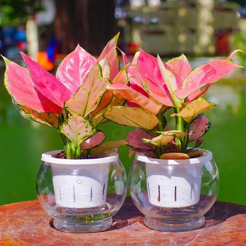 Cây vạn lộc lá đỏ phù hợp với những người mệnh Hỏa