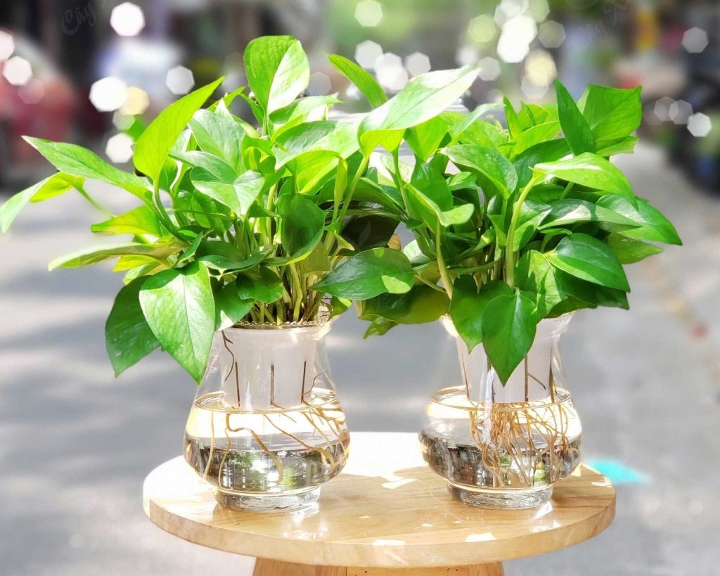 Cây Vạn Niên Thanh đem đến cảm giác dễ chịu, thư thái