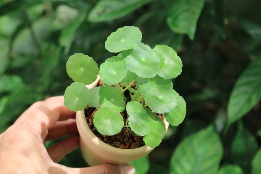 Cây rau má dù phù hợp trồng trong bóng râm, giúp cây có thể phát triển xanh tốt hơn.