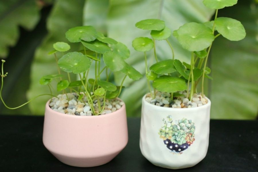 Lưu ý không nên trồng cây cỏ đồng xu ở những nơi có ánh nắng quá gay gắt.