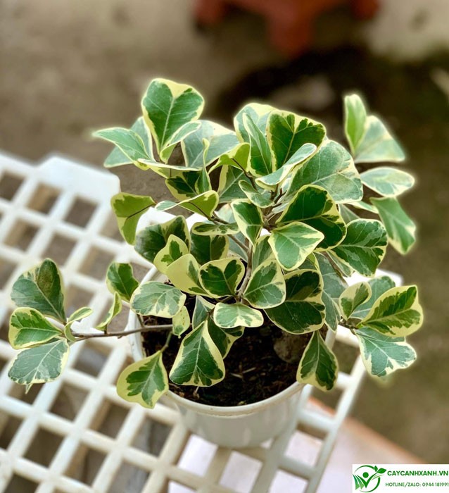 Cách chăm sóc đa tam phúc