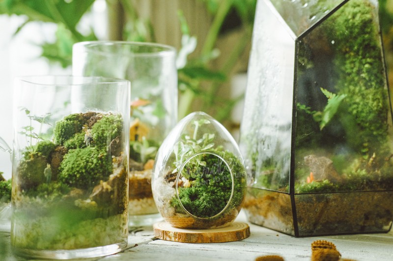 Một người đang nâng niu và ngắm nhìn một terrarium xanh tươi