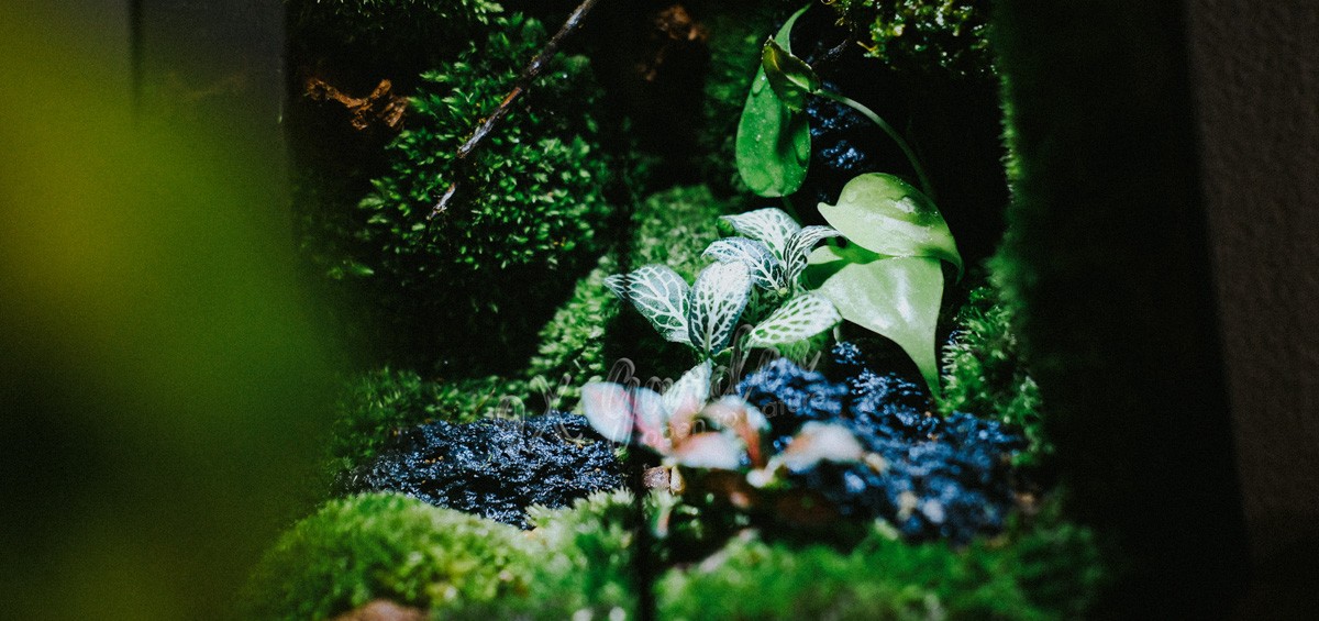 Cận cảnh một terrarium với cây xanh tươi tốt, tượng trưng cho vẻ đẹp của hệ sinh thái thu nhỏ