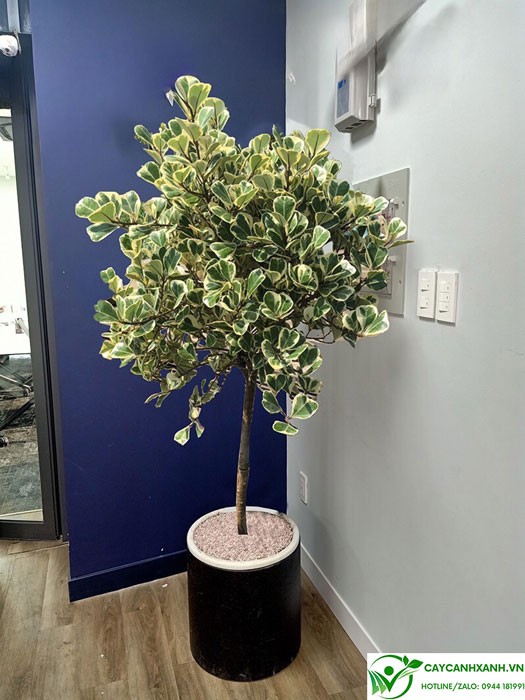 Đa tam phúc đặt trong phòng làm việc