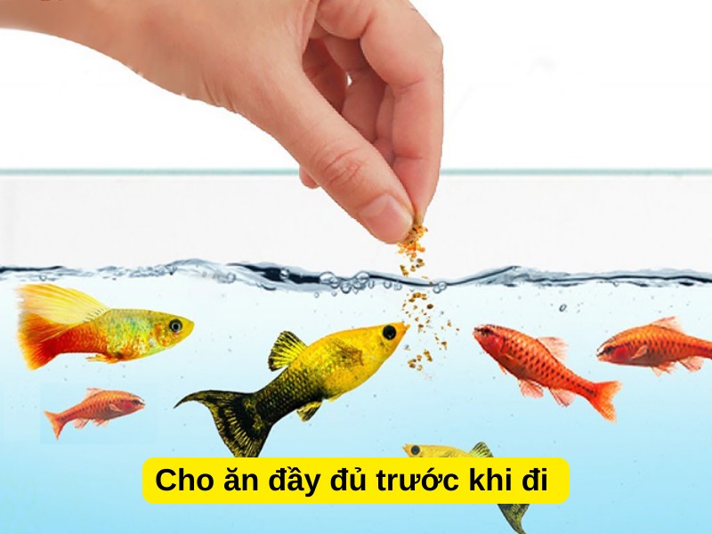 Cho ăn đầy đủ trước khi đi