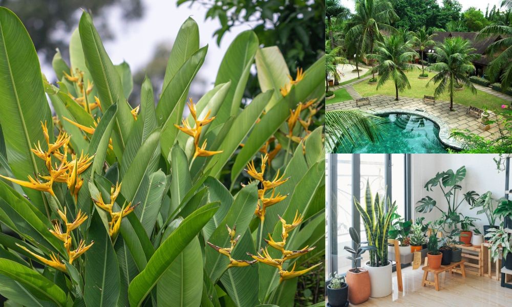 Ứng dụng của cây chuối mỏ két vào đời sống