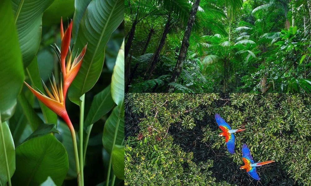 Chuối mỏ két có xuất xứ từ các vùng rừng mưa Trung và Nam Mỹ