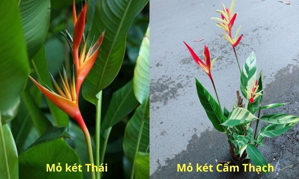 Hai dòng chuối mỏ két phổ biến hiện nay