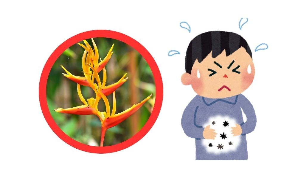 Lưu ý đối với cây chuối mỏ két