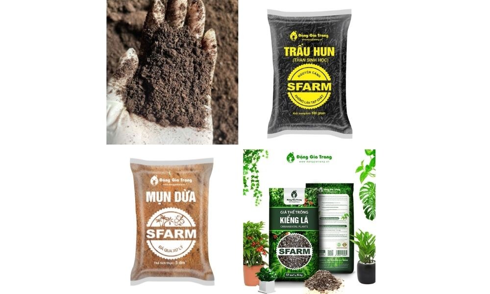 Chuẩn bị đất trồng phù hợp sẽ giúp chuối mỏ két phát triển tốt