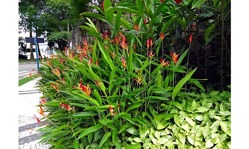 Chuối mỏ két nên được trồng theo bụi và ở nơi có ánh nắng