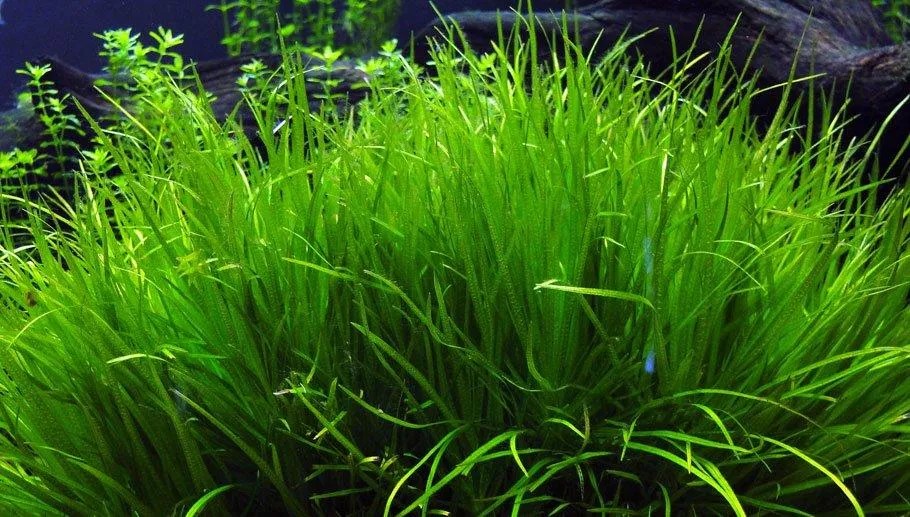Thảm cỏ Nhật, cây thủy sinh không cần CO2 nhưng cần ánh sáng tốt