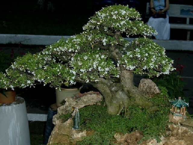 Có những loại cây mai chiếu thủy nào hiện nay?