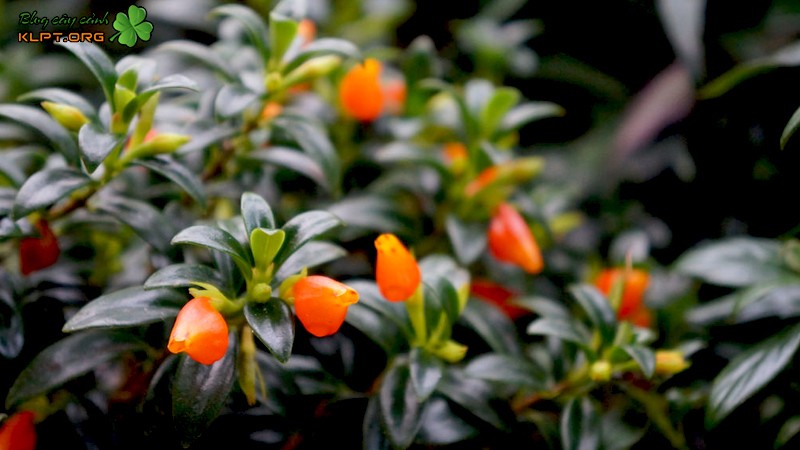 Chậu cây cá vàng treo ban công tạo điểm nhấn sinh động