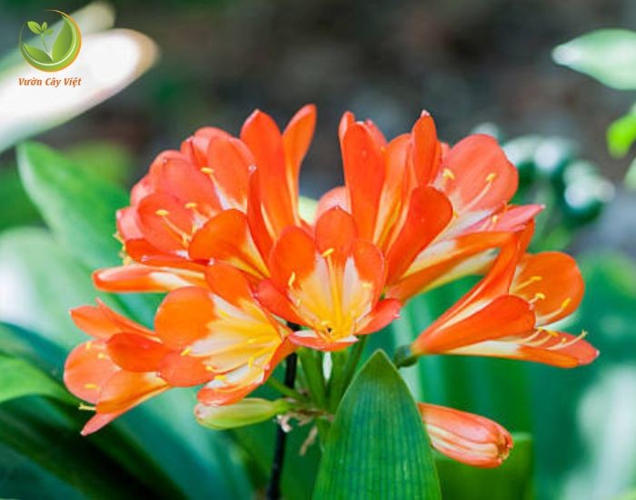 Cây Lan Quân Tử mang lại nhiều lợi ích cho sức khỏe và không gian sống.