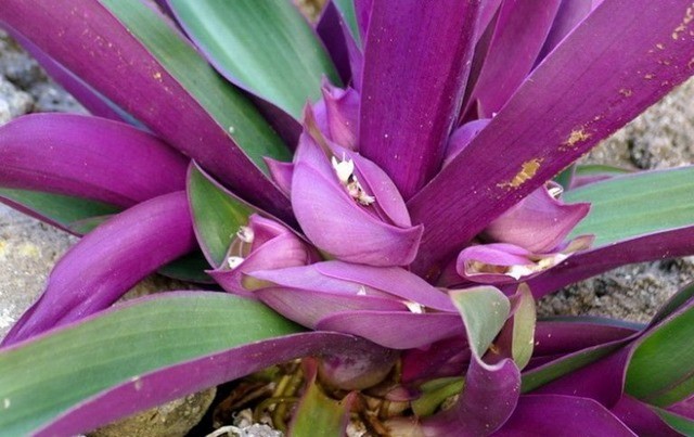 Đặc điểm về cây sò huyết