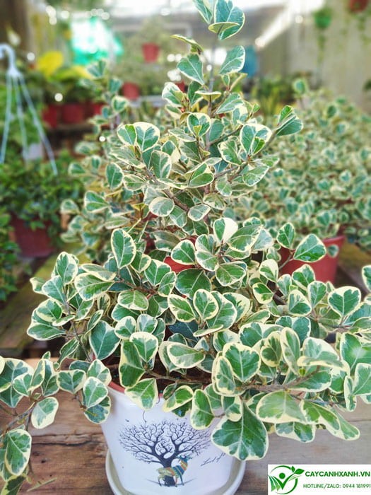 Đa tam phúc hợp mệnh nào?