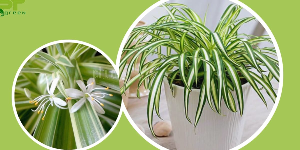 dac diem cay lan chi 1