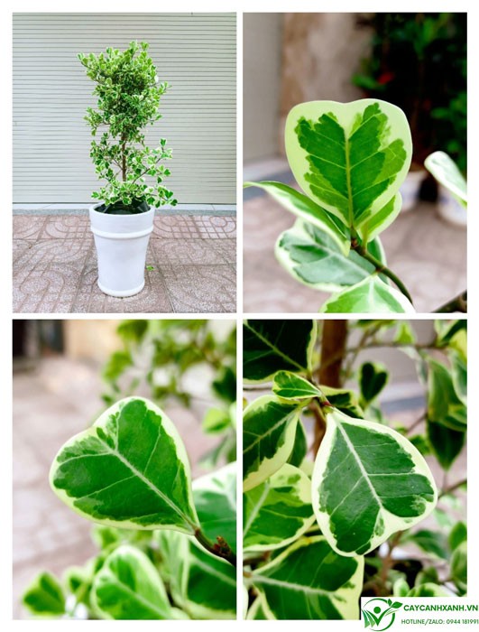 Đặc điểm của cây đa tam phúc