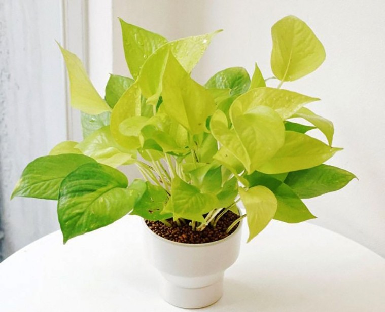 dac diem gan giong trau ba xanh nhung la va cuong la cua trau ba vang co mau vang sang anh minh hoa 035c8027800d4a96b9c25fa3aa2bab9a