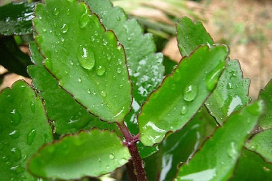 Lá cây màu xanh bóng, dày và mọng nước.