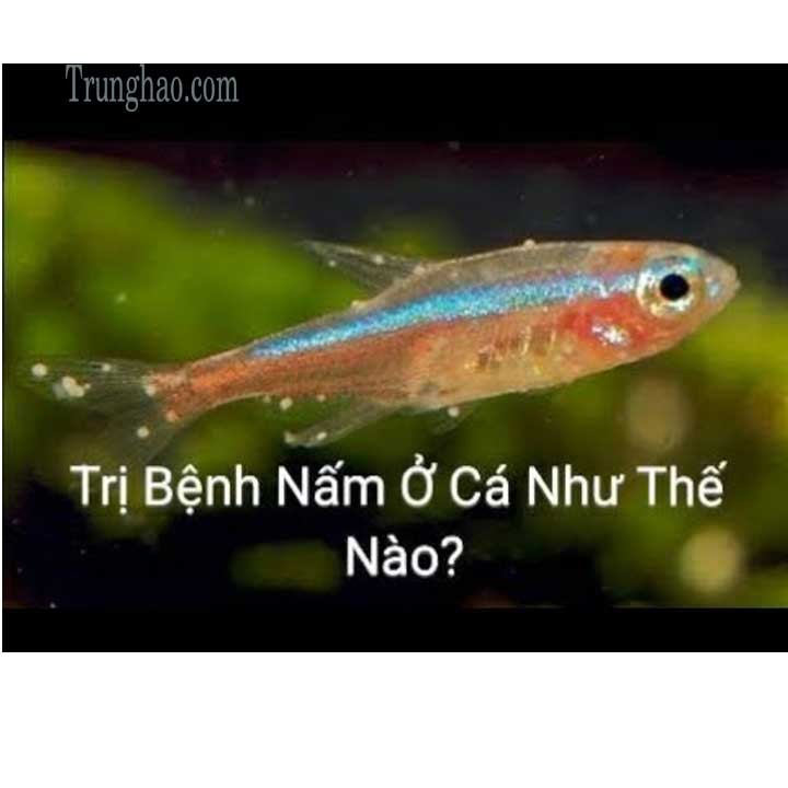 Dấu hiệu cá bảy màu bị nấm với các đốm trắng trên thân và vây bị ăn mòn.