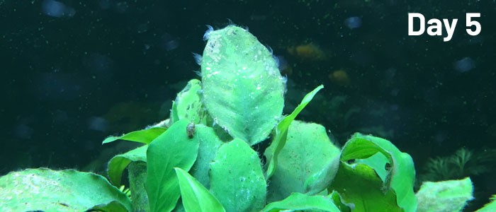 Dấu hiệu cho thấy rêu chùm đen đang chết dần sau khi xử lý