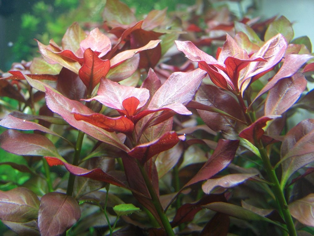 Diệp tài hồng là lựa chọn của nhiều gia đình đam mê chơi cá cảnh