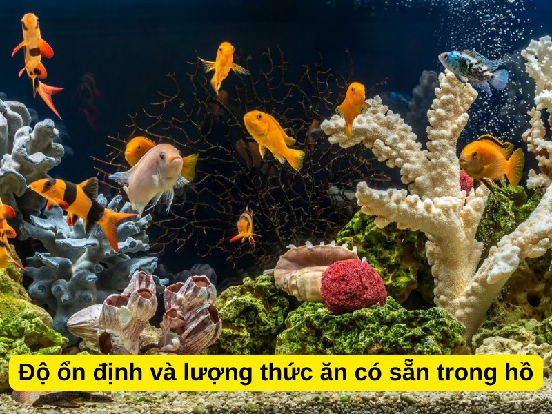 Độ ổn định và lượng thức ăn có sẵn trong hồ