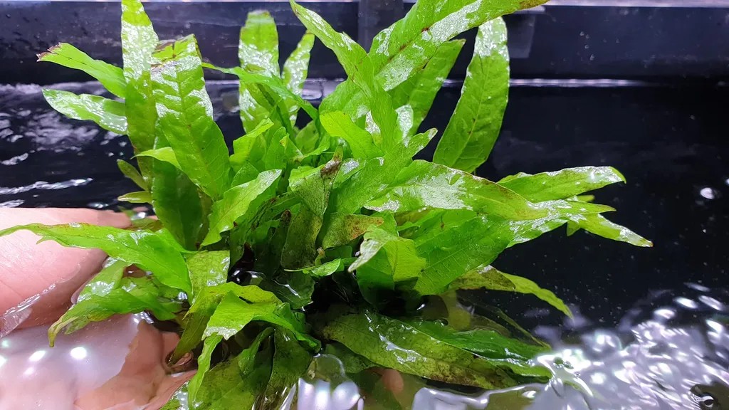 Dương xỉ Java bám trên đá, cây thủy sinh dễ trồng không cần đất nền