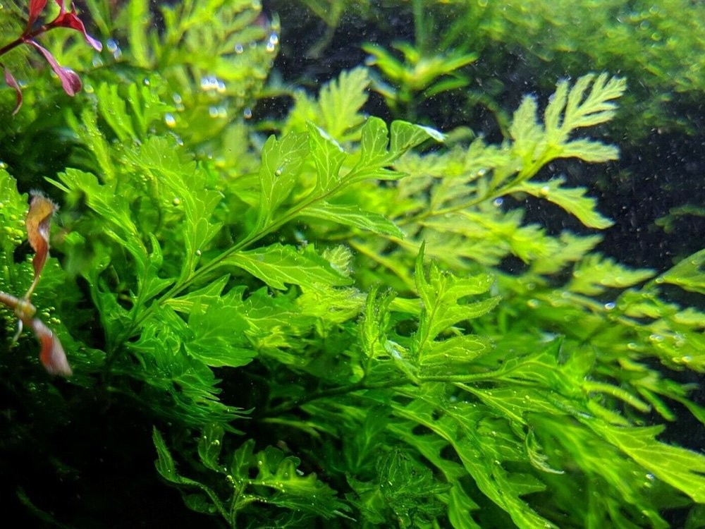 Cây dương xỉ Châu Phi phù hợp với nhiều điều kiện nước