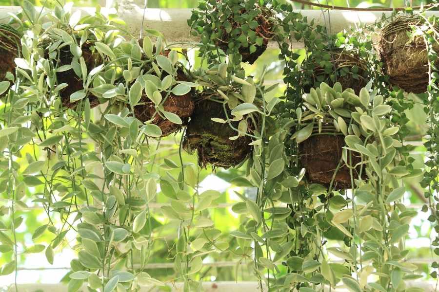 Cây Đô La: Vẻ Đẹp Độc Đáo, Ý Nghĩa Phong Thủy Giàu Sang gioi thieu cay do la 1